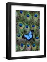 Blue Mountain Swallowtail Butterfly on Peacock Tail Feather Design-Darrell Gulin-Framed Photographic Print