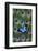 Blue Mountain Swallowtail Butterfly on Peacock Tail Feather Design-Darrell Gulin-Framed Photographic Print