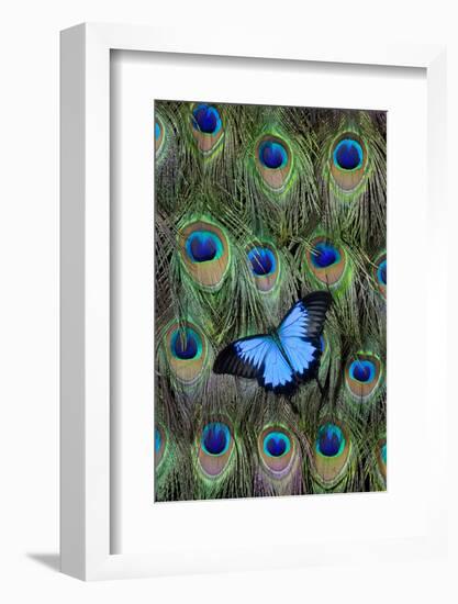 Blue Mountain Swallowtail Butterfly on Peacock Tail Feather Design-Darrell Gulin-Framed Photographic Print