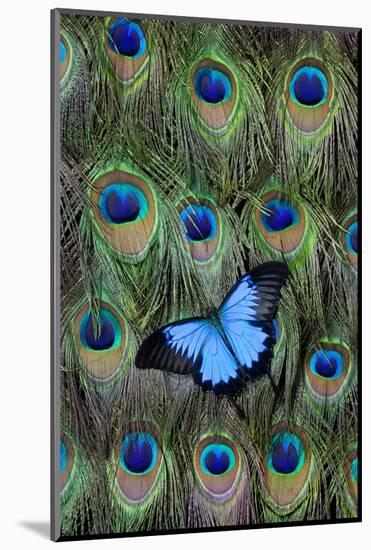 Blue Mountain Swallowtail Butterfly on Peacock Tail Feather Design-Darrell Gulin-Mounted Photographic Print