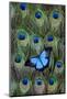 Blue Mountain Swallowtail Butterfly on Peacock Tail Feather Design-Darrell Gulin-Mounted Photographic Print