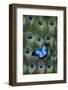 Blue Mountain Swallowtail Butterfly on Peacock Tail Feather Design-Darrell Gulin-Framed Premium Photographic Print