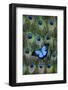 Blue Mountain Swallowtail Butterfly on Peacock Tail Feather Design-Darrell Gulin-Framed Premium Photographic Print