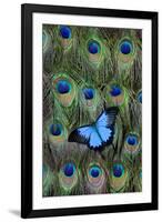 Blue Mountain Swallowtail Butterfly on Peacock Tail Feather Design-Darrell Gulin-Framed Photographic Print