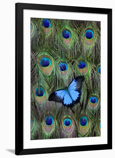 Blue Mountain Swallowtail Butterfly on Peacock Tail Feather Design-Darrell Gulin-Framed Photographic Print