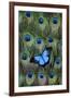 Blue Mountain Swallowtail Butterfly on Peacock Tail Feather Design-Darrell Gulin-Framed Photographic Print