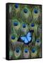 Blue Mountain Swallowtail Butterfly on Peacock Tail Feather Design-Darrell Gulin-Framed Stretched Canvas