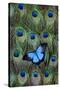 Blue Mountain Swallowtail Butterfly on Peacock Tail Feather Design-Darrell Gulin-Stretched Canvas