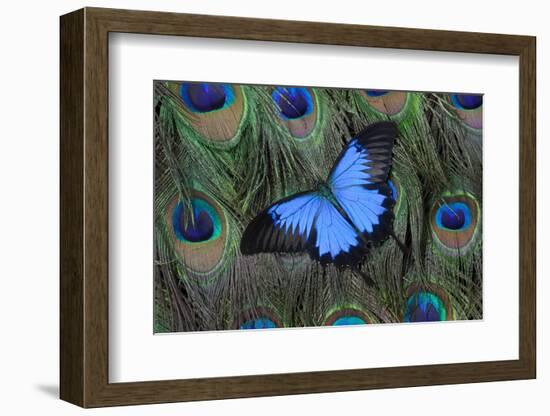 Blue Mountain Swallowtail Butterfly on Peacock Tail Feather Design-Darrell Gulin-Framed Photographic Print