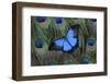 Blue Mountain Swallowtail Butterfly on Peacock Tail Feather Design-Darrell Gulin-Framed Photographic Print