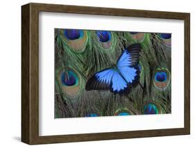 Blue Mountain Swallowtail Butterfly on Peacock Tail Feather Design-Darrell Gulin-Framed Photographic Print