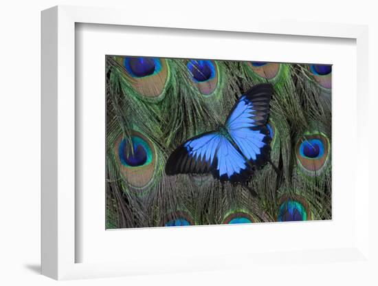 Blue Mountain Swallowtail Butterfly on Peacock Tail Feather Design-Darrell Gulin-Framed Photographic Print