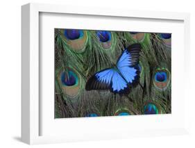 Blue Mountain Swallowtail Butterfly on Peacock Tail Feather Design-Darrell Gulin-Framed Photographic Print