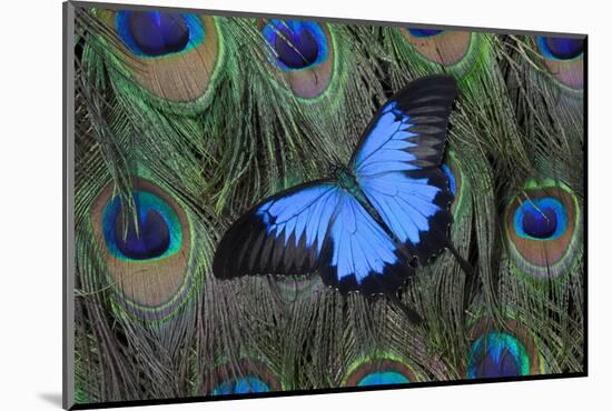 Blue Mountain Swallowtail Butterfly on Peacock Tail Feather Design-Darrell Gulin-Mounted Photographic Print