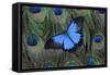 Blue Mountain Swallowtail Butterfly on Peacock Tail Feather Design-Darrell Gulin-Framed Stretched Canvas