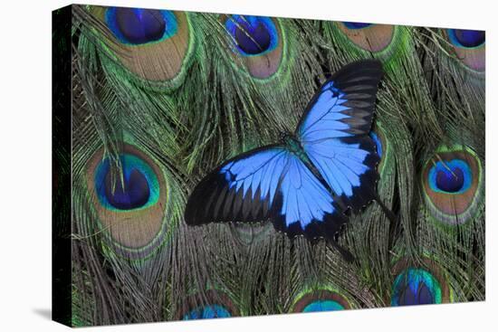 Blue Mountain Swallowtail Butterfly on Peacock Tail Feather Design-Darrell Gulin-Stretched Canvas