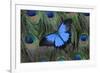 Blue Mountain Swallowtail Butterfly on Peacock Tail Feather Design-Darrell Gulin-Framed Photographic Print