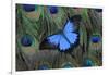 Blue Mountain Swallowtail Butterfly on Peacock Tail Feather Design-Darrell Gulin-Framed Photographic Print