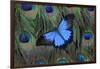 Blue Mountain Swallowtail Butterfly on Peacock Tail Feather Design-Darrell Gulin-Framed Photographic Print