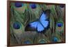 Blue Mountain Swallowtail Butterfly on Peacock Tail Feather Design-Darrell Gulin-Framed Photographic Print