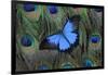 Blue Mountain Swallowtail Butterfly on Peacock Tail Feather Design-Darrell Gulin-Framed Photographic Print