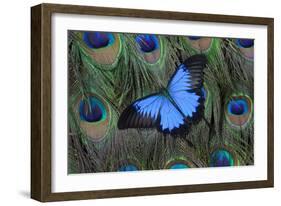 Blue Mountain Swallowtail Butterfly on Peacock Tail Feather Design-Darrell Gulin-Framed Photographic Print