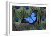 Blue Mountain Swallowtail Butterfly on Peacock Tail Feather Design-Darrell Gulin-Framed Photographic Print