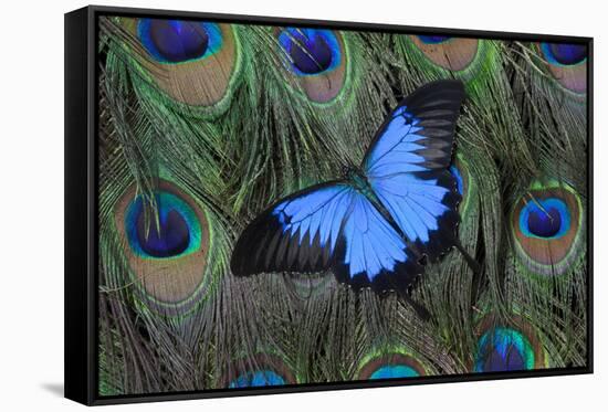 Blue Mountain Swallowtail Butterfly on Peacock Tail Feather Design-Darrell Gulin-Framed Stretched Canvas