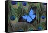 Blue Mountain Swallowtail Butterfly on Peacock Tail Feather Design-Darrell Gulin-Framed Stretched Canvas