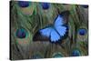 Blue Mountain Swallowtail Butterfly on Peacock Tail Feather Design-Darrell Gulin-Stretched Canvas