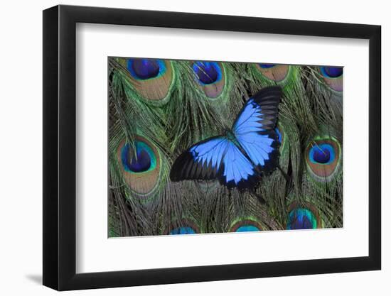 Blue Mountain Swallowtail Butterfly on Peacock Tail Feather Design-Darrell Gulin-Framed Premium Photographic Print