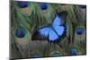 Blue Mountain Swallowtail Butterfly on Peacock Tail Feather Design-Darrell Gulin-Mounted Premium Photographic Print