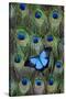 Blue Mountain Swallowtail Butterfly on Peacock Tail Feather Design-Darrell Gulin-Stretched Canvas