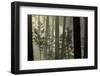 Blue Mountains, New South Wales, Australia-Art Wolfe-Framed Photographic Print