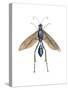 Blue Mud Dauber (Chalybion Caerulium), Insects-Encyclopaedia Britannica-Stretched Canvas