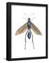 Blue Mud Dauber (Chalybion Caerulium), Insects-Encyclopaedia Britannica-Framed Poster