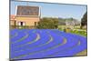 Blue Muscari Field in Holland-topdeq-Mounted Photographic Print