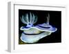 Blue Nudibranch, Glorious Sulawesi-Charles Glover-Framed Art Print