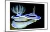 Blue Nudibranch, Glorious Sulawesi-Charles Glover-Mounted Art Print
