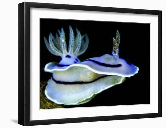 Blue Nudibranch, Glorious Sulawesi-Charles Glover-Framed Art Print