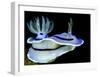 Blue Nudibranch, Glorious Sulawesi-Charles Glover-Framed Art Print