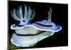 Blue Nudibranch, Glorious Sulawesi-Charles Glover-Mounted Art Print