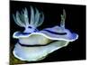 Blue Nudibranch, Glorious Sulawesi-Charles Glover-Mounted Art Print