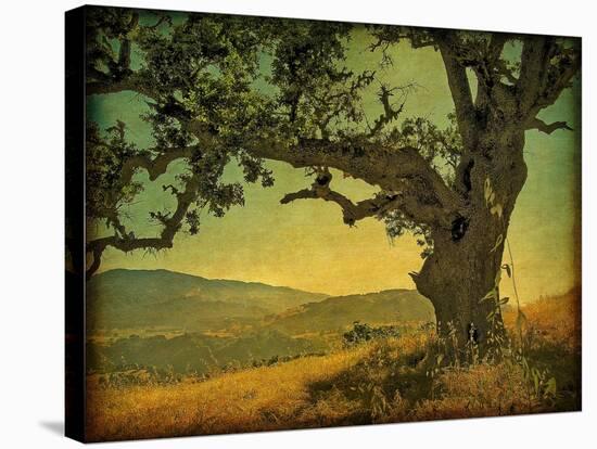 Blue Oak Hilltop-William Guion-Stretched Canvas