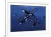 Blue Orcas-Graeme Stevenson-Framed Giclee Print