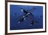 Blue Orcas-Graeme Stevenson-Framed Giclee Print