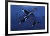 Blue Orcas-Graeme Stevenson-Framed Giclee Print