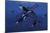 Blue Orcas-Graeme Stevenson-Mounted Giclee Print