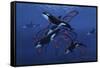 Blue Orcas-Graeme Stevenson-Framed Stretched Canvas