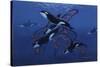 Blue Orcas-Graeme Stevenson-Stretched Canvas